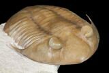 Asaphus Platyurus Trilobite - Russia #125673-3
